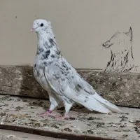 نرکوهی دمپاک جوان|پرنده|شوشتر, |دیوار