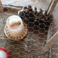 فروش اردک محلی