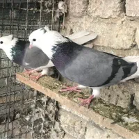 نر و ماده شازده