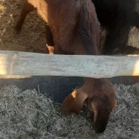 کولار وبزجوان|حیوانات مزرعه|مرودشت, ده بید|دیوار