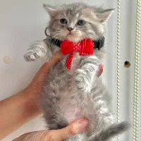 بریتیش پسر خرسی