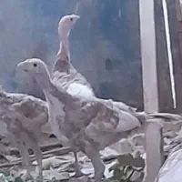 بوقلمون 6ماهه