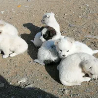 پامر|سگ|مشهد, کاظم آباد پنجشنبه|دیوار