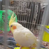 عروس هلندی|پرنده|مشهد, قائم|دیوار