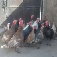 خروس بوقلمون ماده ۱۵۰۰ تومان ۴کیلو