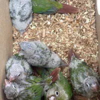 گرینچیک سرلاکی
