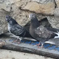 600|پرنده|کلیبر, |دیوار