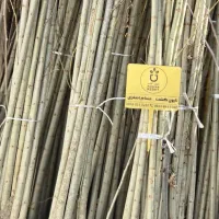 خرید مستقیم نهال صنوبر از نهالستان