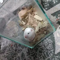 همسترحیوان خانگی