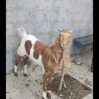 بز پاکستانی