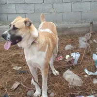 سگ الابای جوان ۸ ماهه|حیوانات|گمیشان, |دیوار