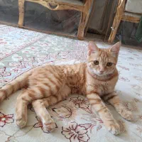 گربه خانگی