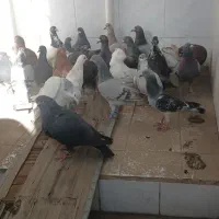 کبوتریاکفتر