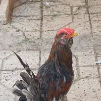 خروس و مرغ