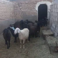 میش بره دار جوان