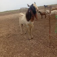 بز پاکستانی  و تکه پاکستانی. هر دو جوان