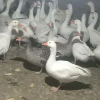 29قاز محلی تخمگذار|حیوانات مزرعه|مریوان, |دیوار