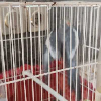 عروس هلندی نر بالغ|پرنده|زابل, |دیوار