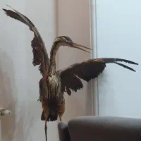 پرنده تاکیسی درمی شده