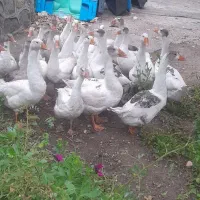 فروش خرده و عمده غاز محلی