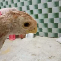 لاری هندی|پرنده|رباط‌کریم, نصیرشهر|دیوار