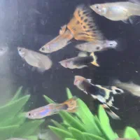 فروش انواع گوپی بالغ و بچه