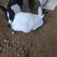 سه عدد خرگوش|موش و خرگوش|شوشتر, |دیوار