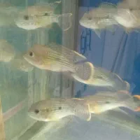 آکواریوم مولوی|ماهی|اصفهان, شاهد|دیوار