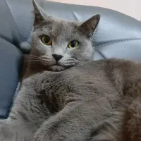 واگذاری گربه اسکاتیش