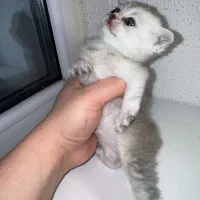 بریتیش اسکاتیش دختر سیلور