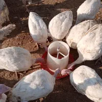 بوقلمون و نوچه