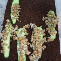 حراج حلزون اچاتینا سفید