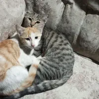 واگذاری رایگان گربه 4ماهه مهربون بازیگوش