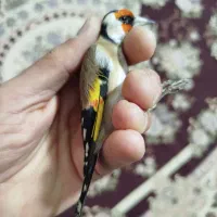 سهره نقاب بلند سه پر دم سفید