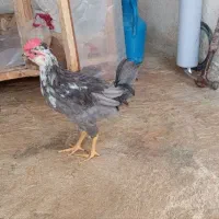 خروس گیلی ومرغ گیلی هست