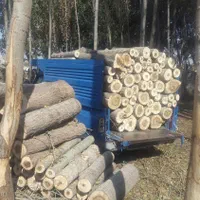خریدار درخت سرپا وچوب خشک