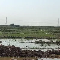 شلتوک درجه1 اضافه موند از زمینم