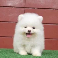 توله مالتیز پودل عروسکی|سگ|شیراز, معالی‌آباد|دیوار