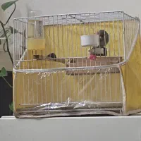 سهره|پرنده|مشهد, جاهد شهر|دیوار