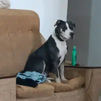 سگ پیتبول|سگ|شیراز, گویم|دیوار