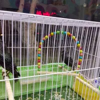 مینا|پرنده|مشهد, شهرک امام هادی (شهرک غرب)|دیوار