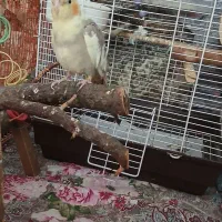 عروس هلندی نژاددار