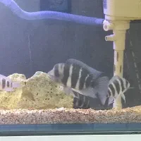 فرانتوزا|ماهی|خرمشهر, |دیوار