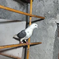 کبوتر طوقی و پرشی|پرنده|آمل, |دیوار