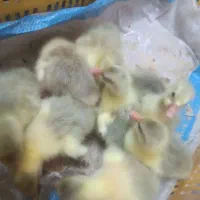 جوجه غاز