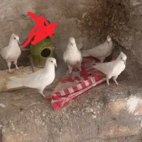 طاقی سرخ سیاه