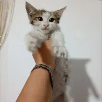 واگذاری بچه گربه