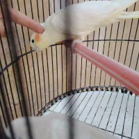 عروس هلندی نر