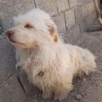 سگ پاپی نر وارگذاری