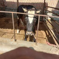 گاو آبستن|حیوانات مزرعه|نوکنده, |دیوار